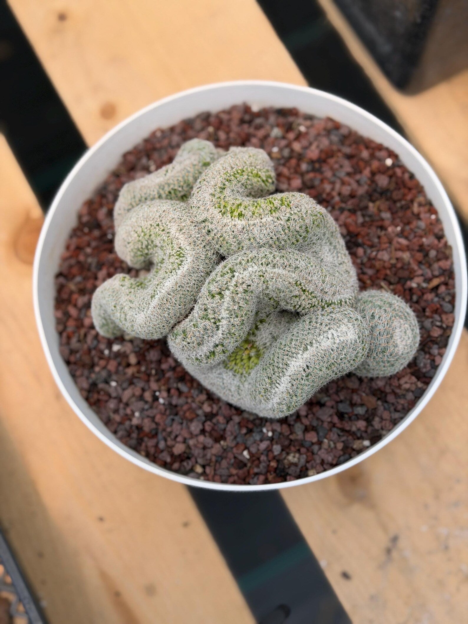 Mammillaria Crested | Rare Specimen Cactus | 6" Live Plant