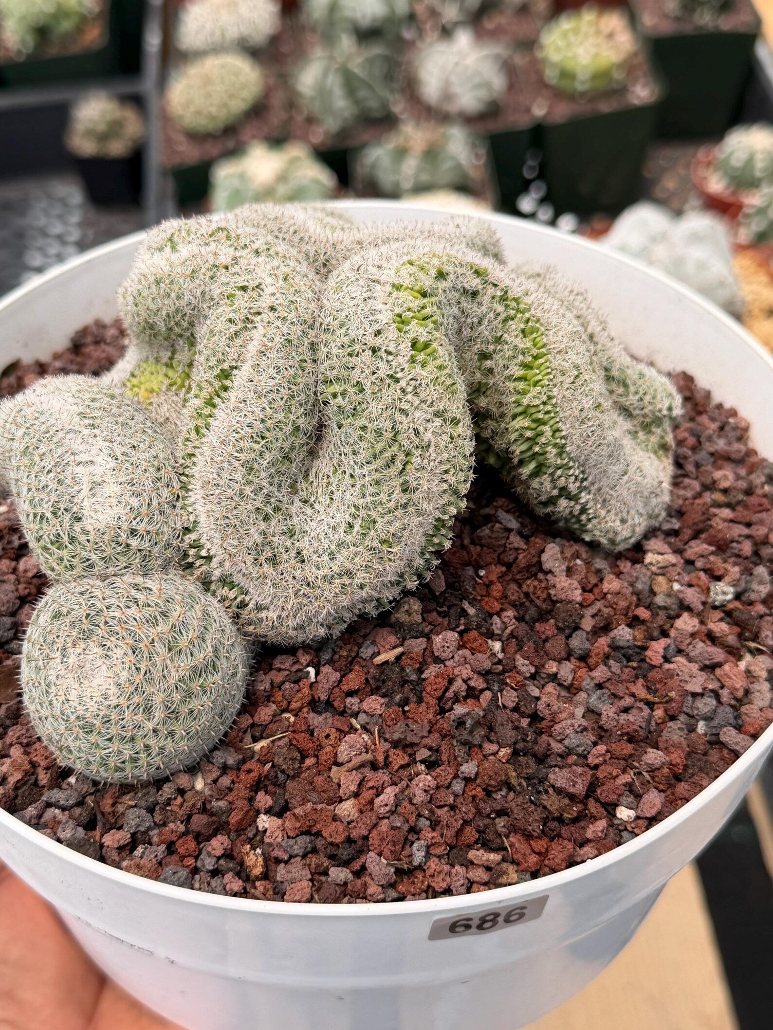 Mammillaria Crested | Rare Specimen Cactus | 6" Live Plant