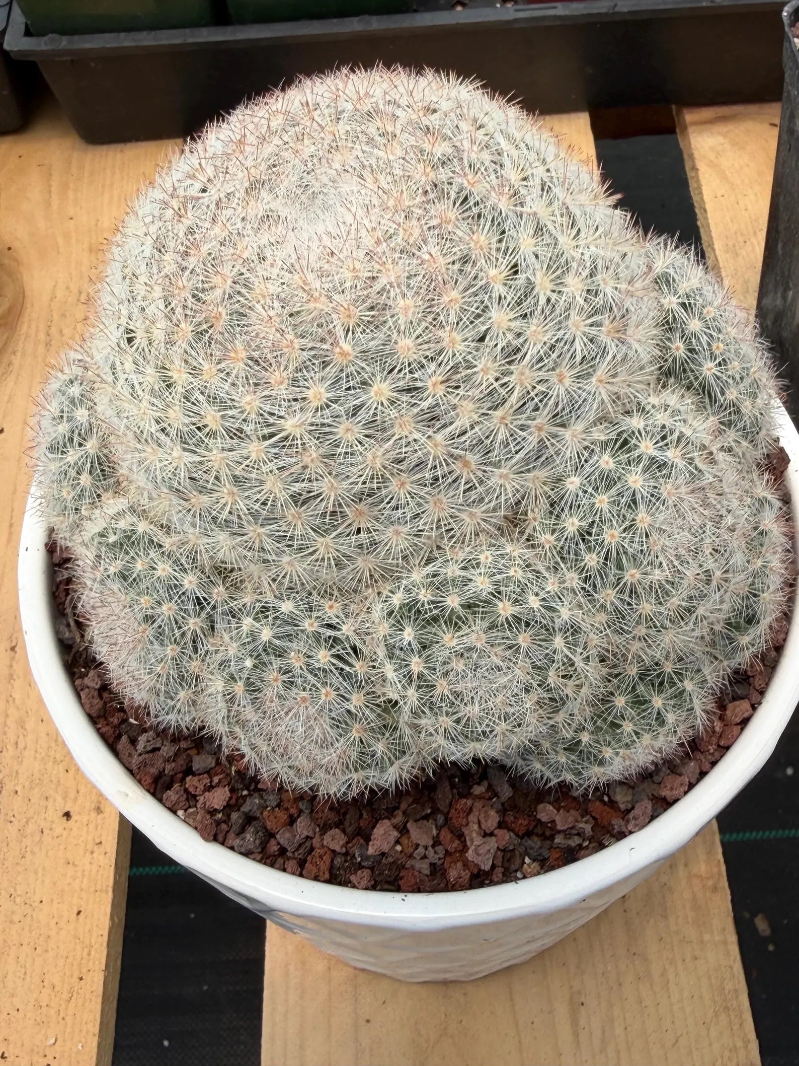 Mammillaria Candida with Pups #521