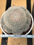 Mammillaria Candida with Pups #521