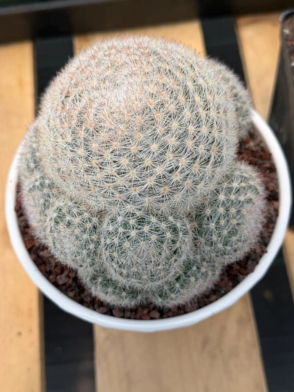 Mammillaria Candida with Pups #521