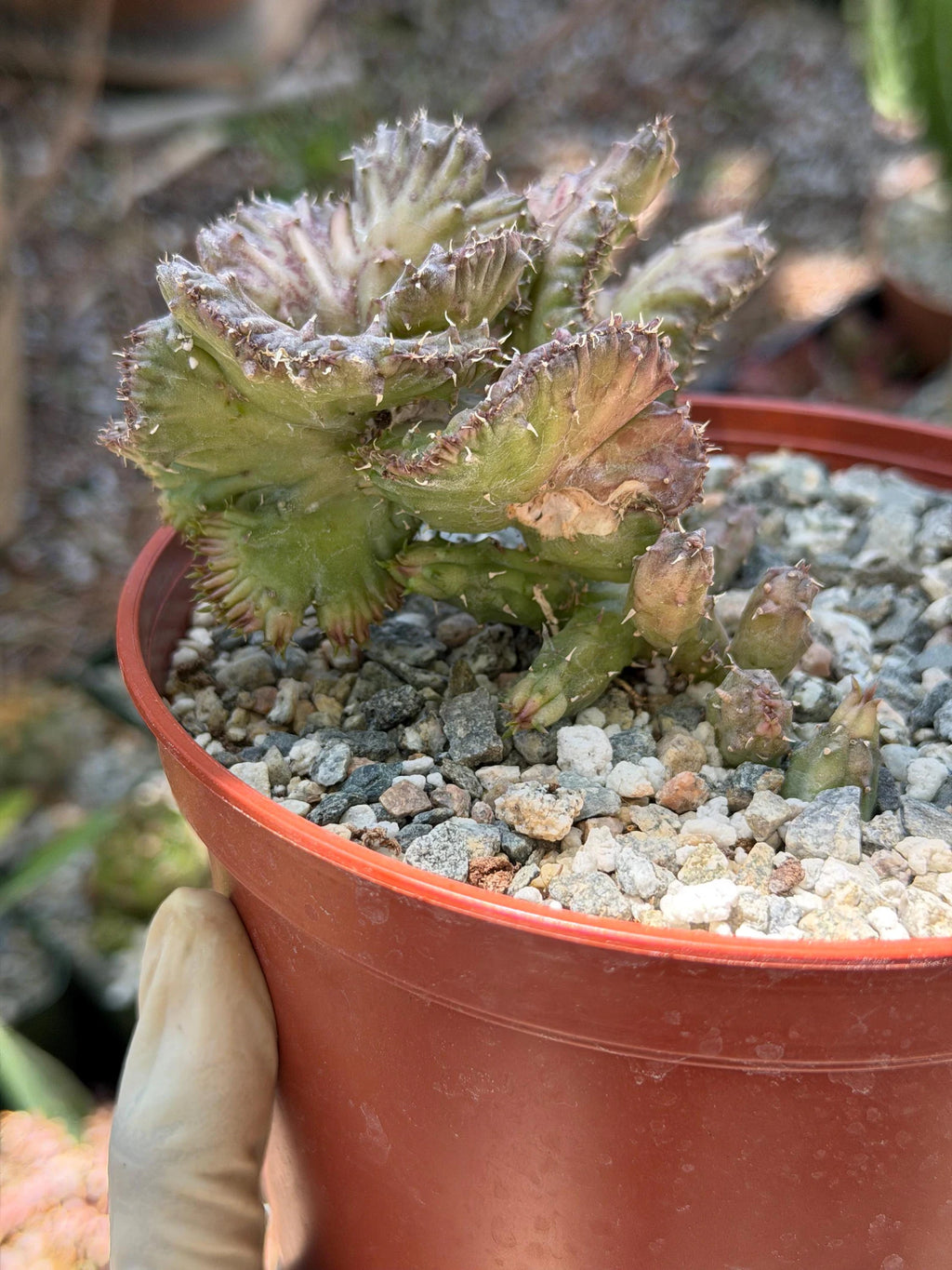 Huernia procumbens ‘Red Dragon Flower’ Live Plant | Rare Flowering Succulent