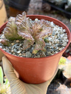 Huernia procumbens ‘Red Dragon Flower’ Live Plant | Rare Flowering Succulent