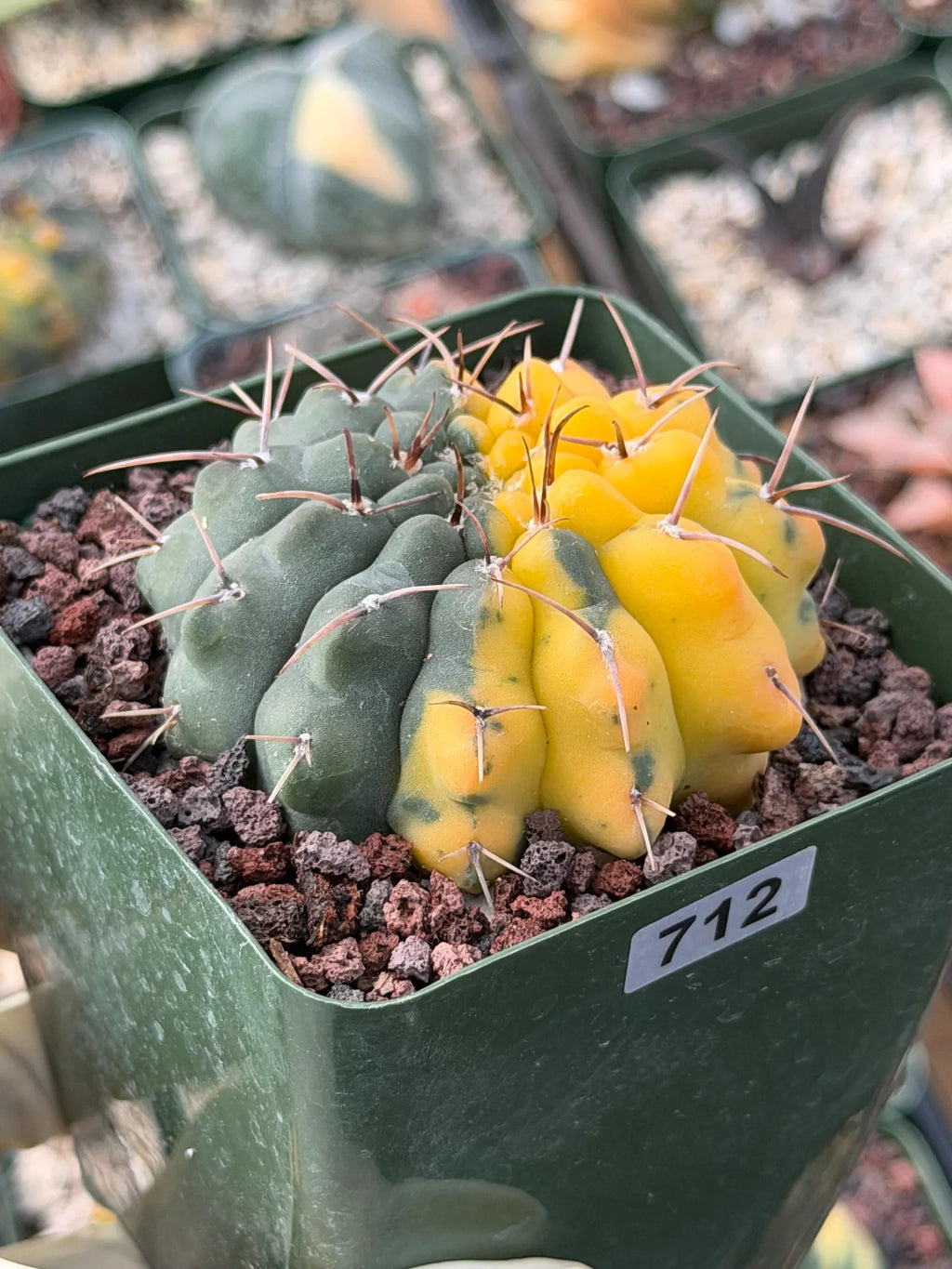 Variegated Gymnocalycium Ochoterenae Half Moon | Rare Live Cactus | Collector Plant #712