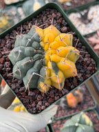 Variegated Gymnocalycium Ochoterenae Half Moon | Rare Live Cactus | Collector Plant #712