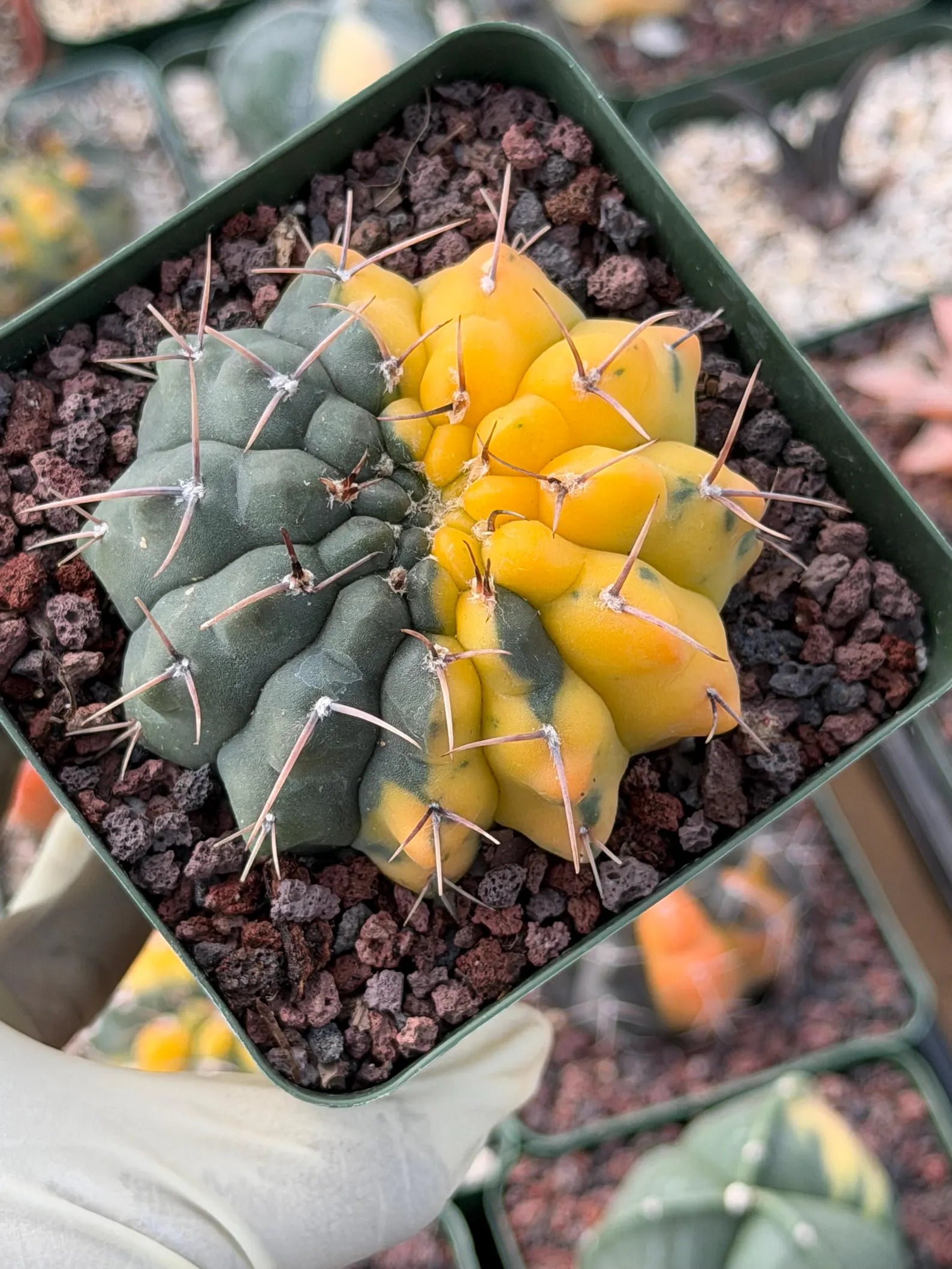 Variegated Gymnocalycium Ochoterenae Half Moon | Rare Live Cactus | Collector Plant #712