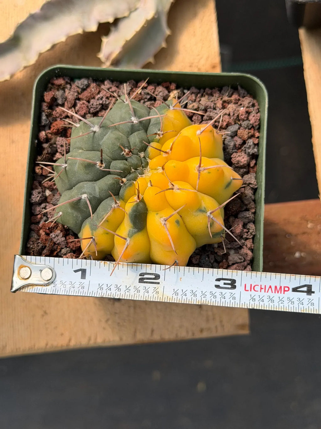 Variegated Gymnocalycium Ochoterenae Half Moon | Rare Live Cactus | Collector Plant #712