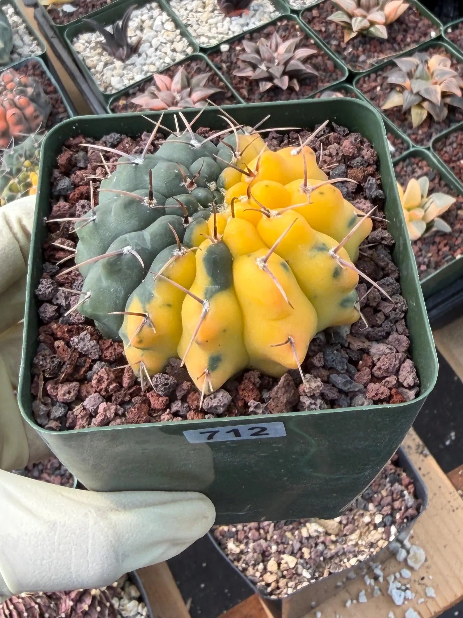 Variegated Gymnocalycium Ochoterenae Half Moon | Rare Live Cactus | Collector Plant #712