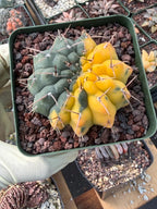 Variegated Gymnocalycium Ochoterenae Half Moon | Rare Live Cactus | Collector Plant #712
