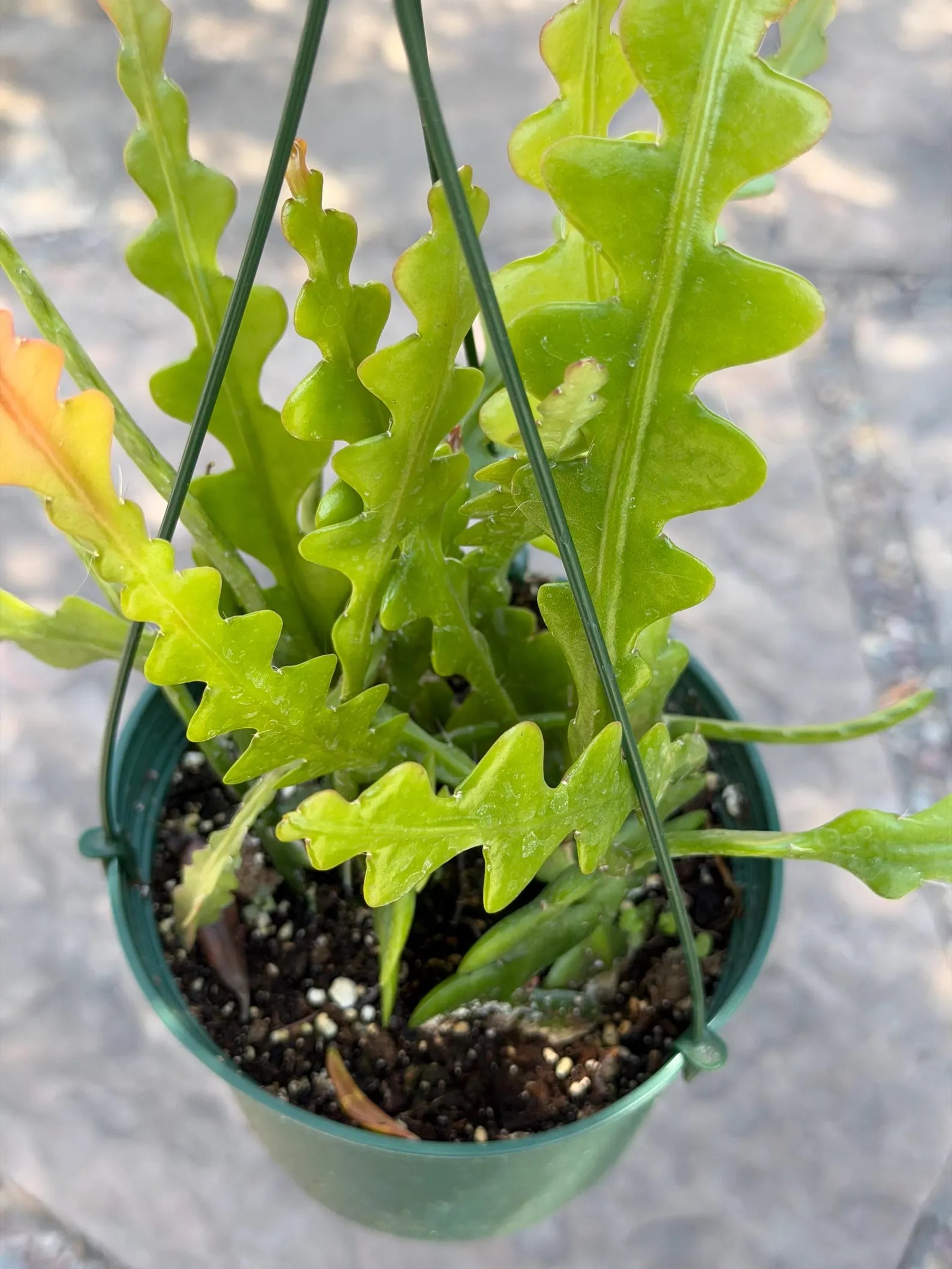 Fishbone Cactus | Rare Hanging Cactus | Live Succulent Plant