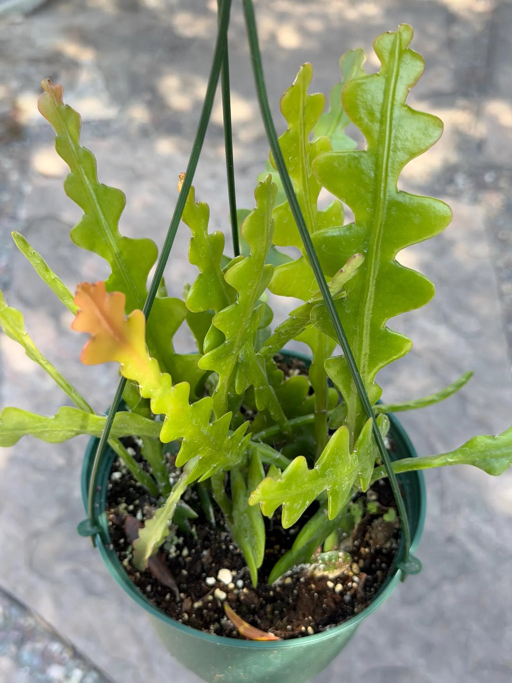 Fishbone Cactus | Rare Hanging Cactus | Live Succulent Plant