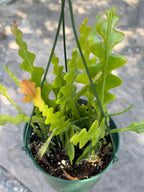 Fishbone Cactus | Rare Hanging Cactus | Live Succulent Plant