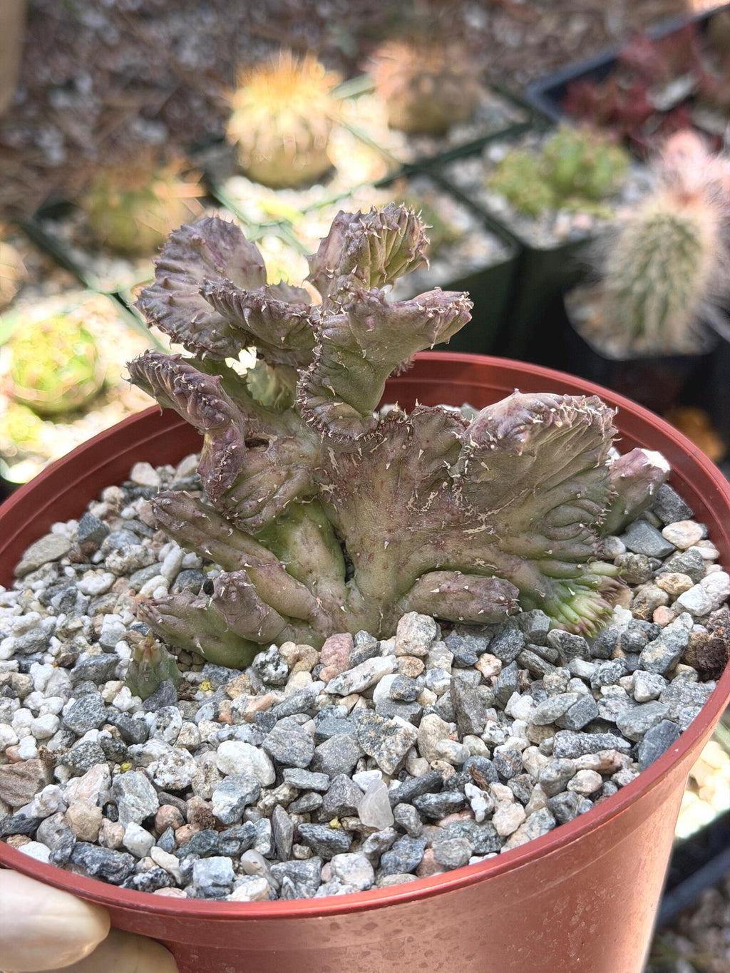 Huernia procumbens ‘Red Dragon Flower’ Live Plant | Rare Flowering Succulent