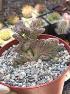 Huernia procumbens ‘Red Dragon Flower’ Live Plant | Rare Flowering Succulent