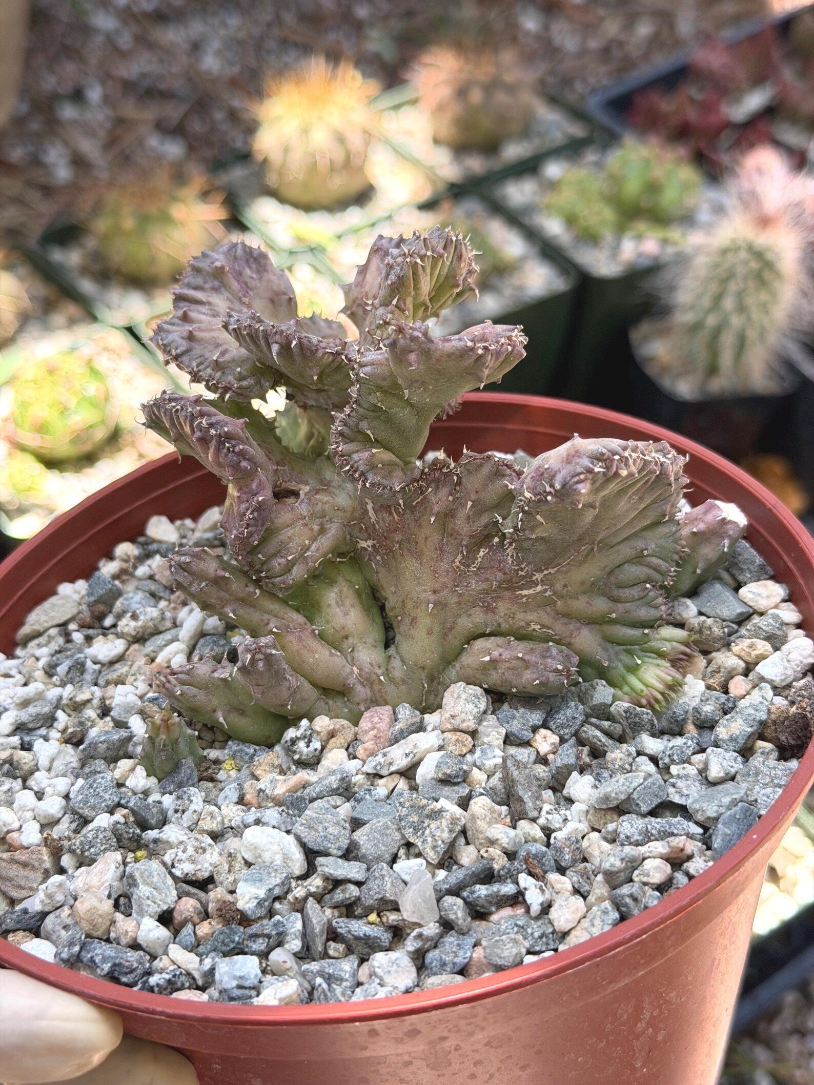 Huernia procumbens ‘Red Dragon Flower’ Live Plant | Rare Flowering Succulent