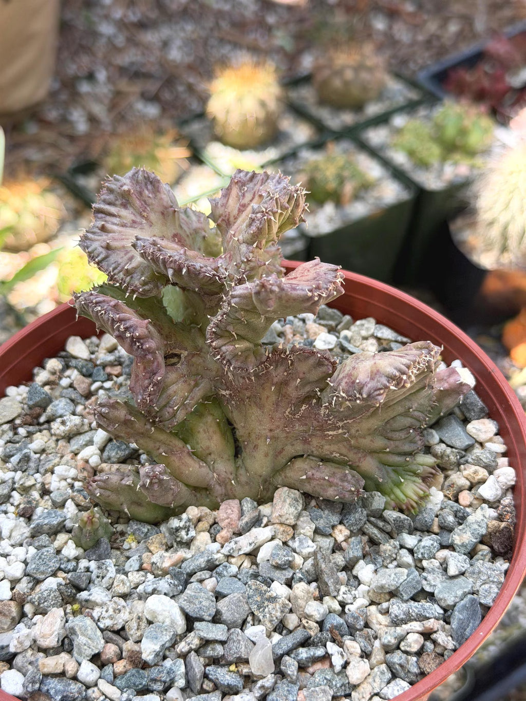 Huernia procumbens ‘Red Dragon Flower’ Live Plant | Rare Flowering Succulent