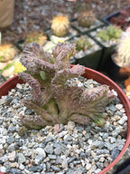 Huernia procumbens ‘Red Dragon Flower’ Live Plant | Rare Flowering Succulent