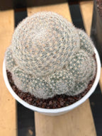 Mammillaria Candida with Pups #521