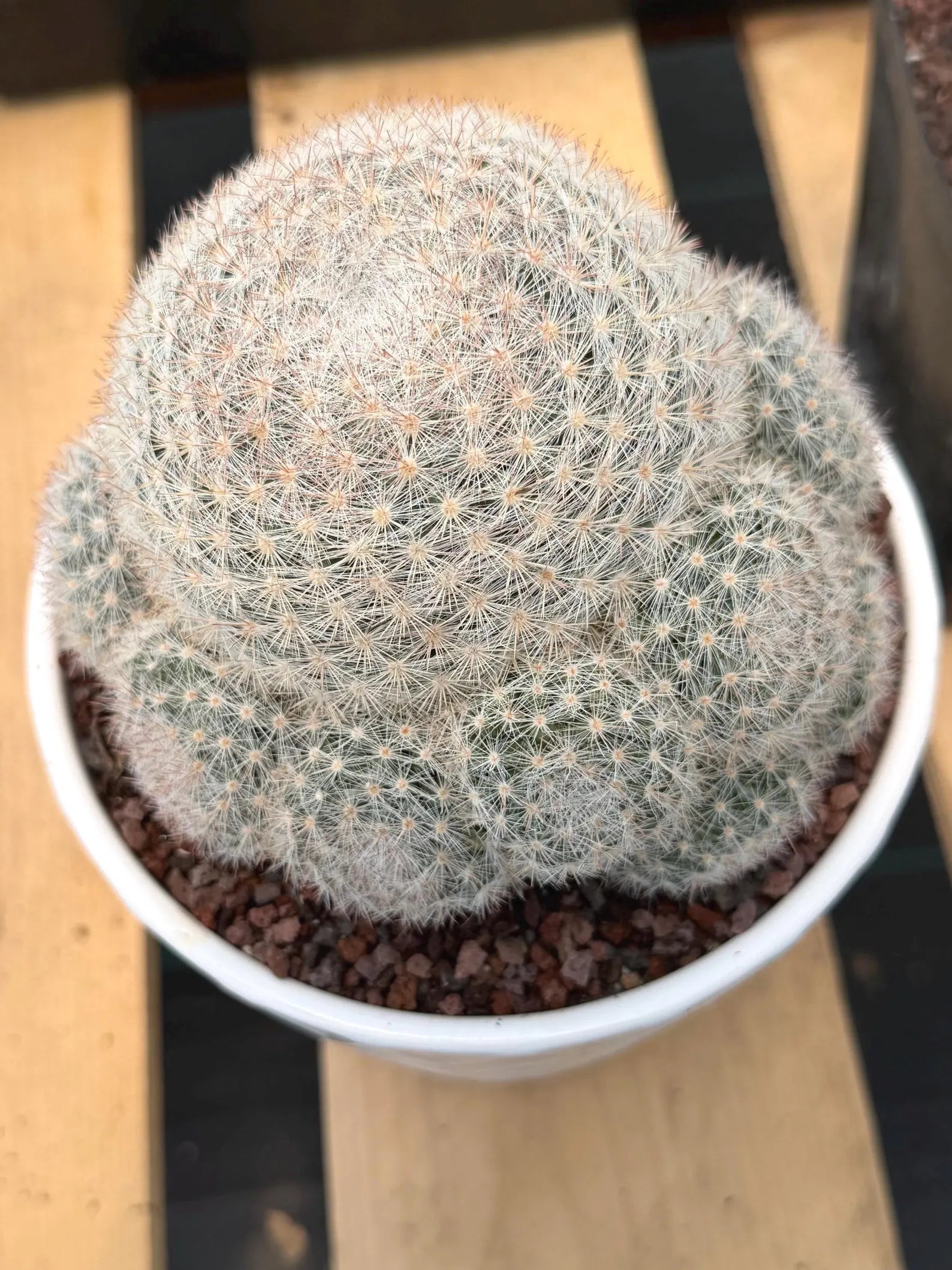 Mammillaria Candida with Pups #521