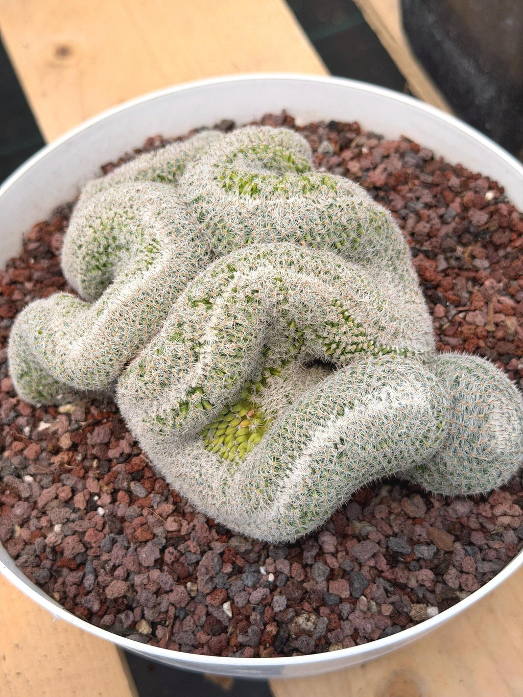 Mammillaria Crested | Rare Specimen Cactus | 6" Live Plant