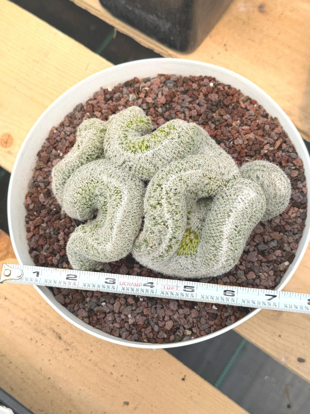 Mammillaria Crested | Rare Specimen Cactus | 6" Live Plant