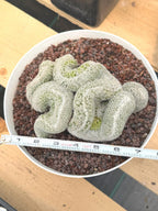 Mammillaria Crested | Rare Specimen Cactus | 6" Live Plant