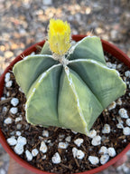 Variegated Astrophytum Myriostigma Nudum 6 Ribs | Rare Live Cactus | Collector Plant #720