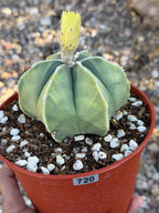 Variegated Astrophytum Myriostigma Nudum 6 Ribs | Rare Live Cactus | Collector Plant #720