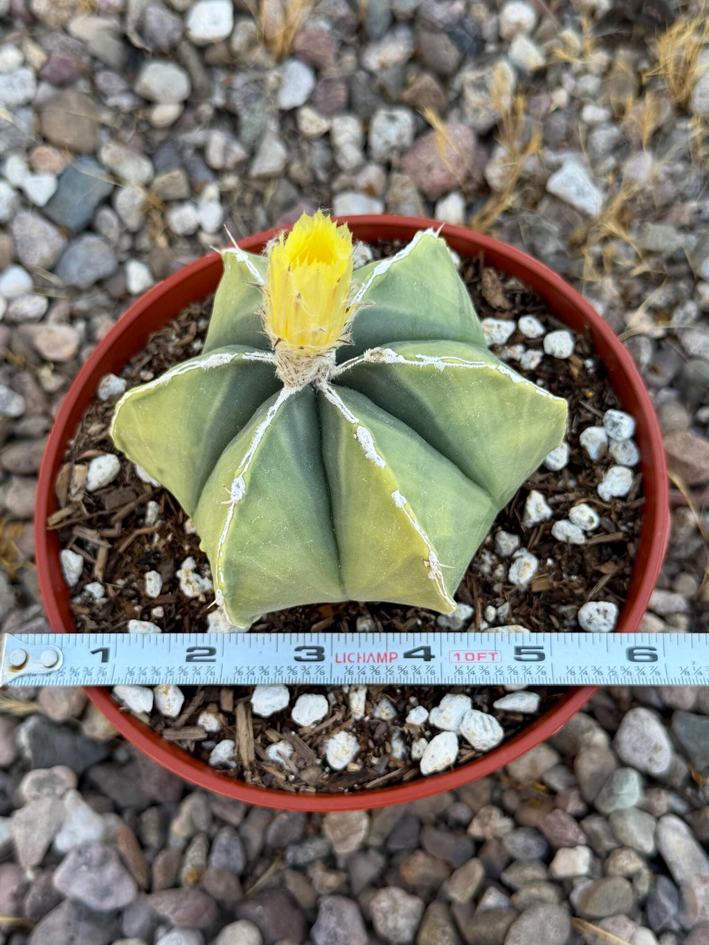 Variegated Astrophytum Myriostigma Nudum 6 Ribs | Rare Live Cactus | Collector Plant #720