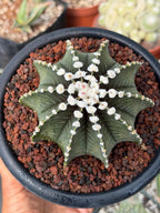 Gymnocalycium VOS1241 | Rare Collector Cactus | Live Succulent Plant