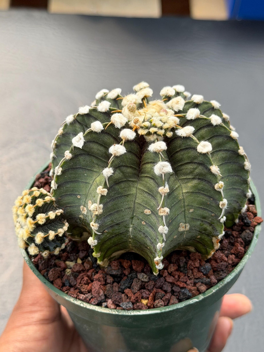 Gymnocalycium VOS1241 | Rare Collector Cactus | Live Succulent Plant