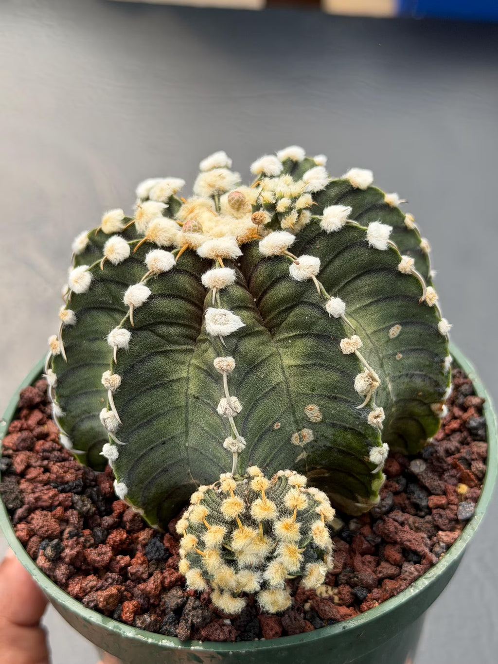 Gymnocalycium VOS1241 | Rare Collector Cactus | Live Succulent Plant