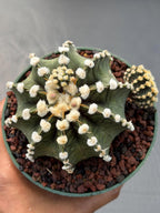 Gymnocalycium VOS1241 | Rare Collector Cactus | Live Succulent Plant