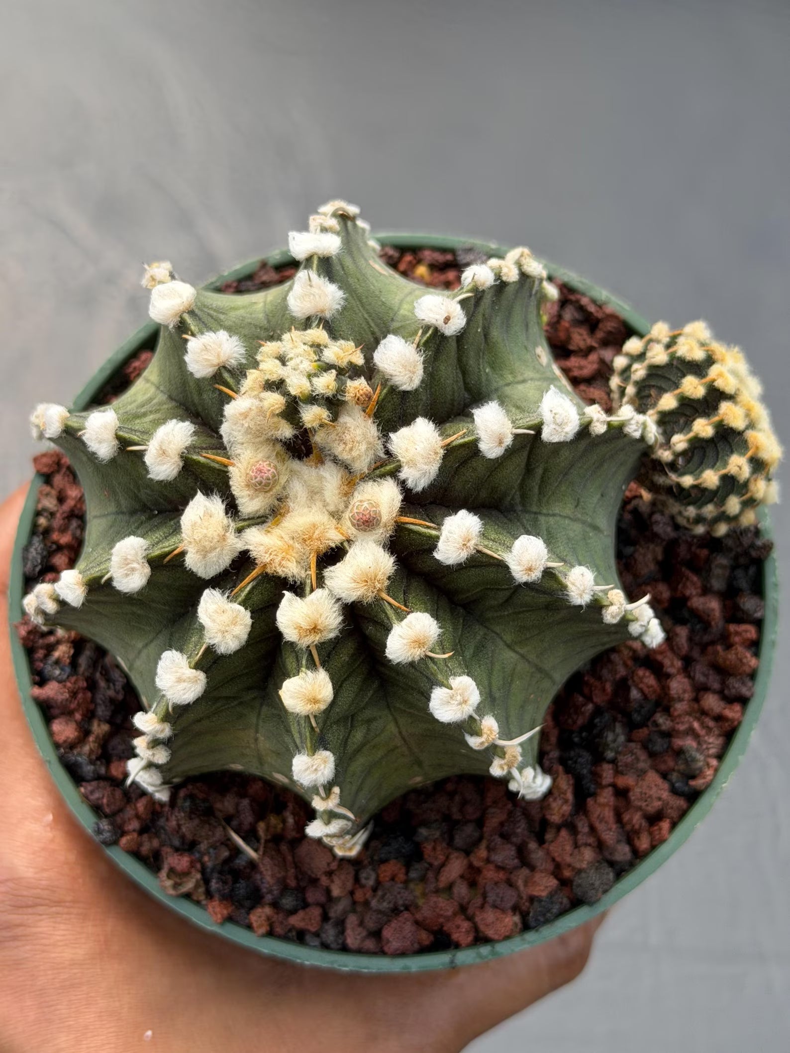 Gymnocalycium VOS1241 | Rare Collector Cactus | Live Succulent Plant