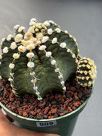 Gymnocalycium VOS1241 | Rare Collector Cactus | Live Succulent Plant