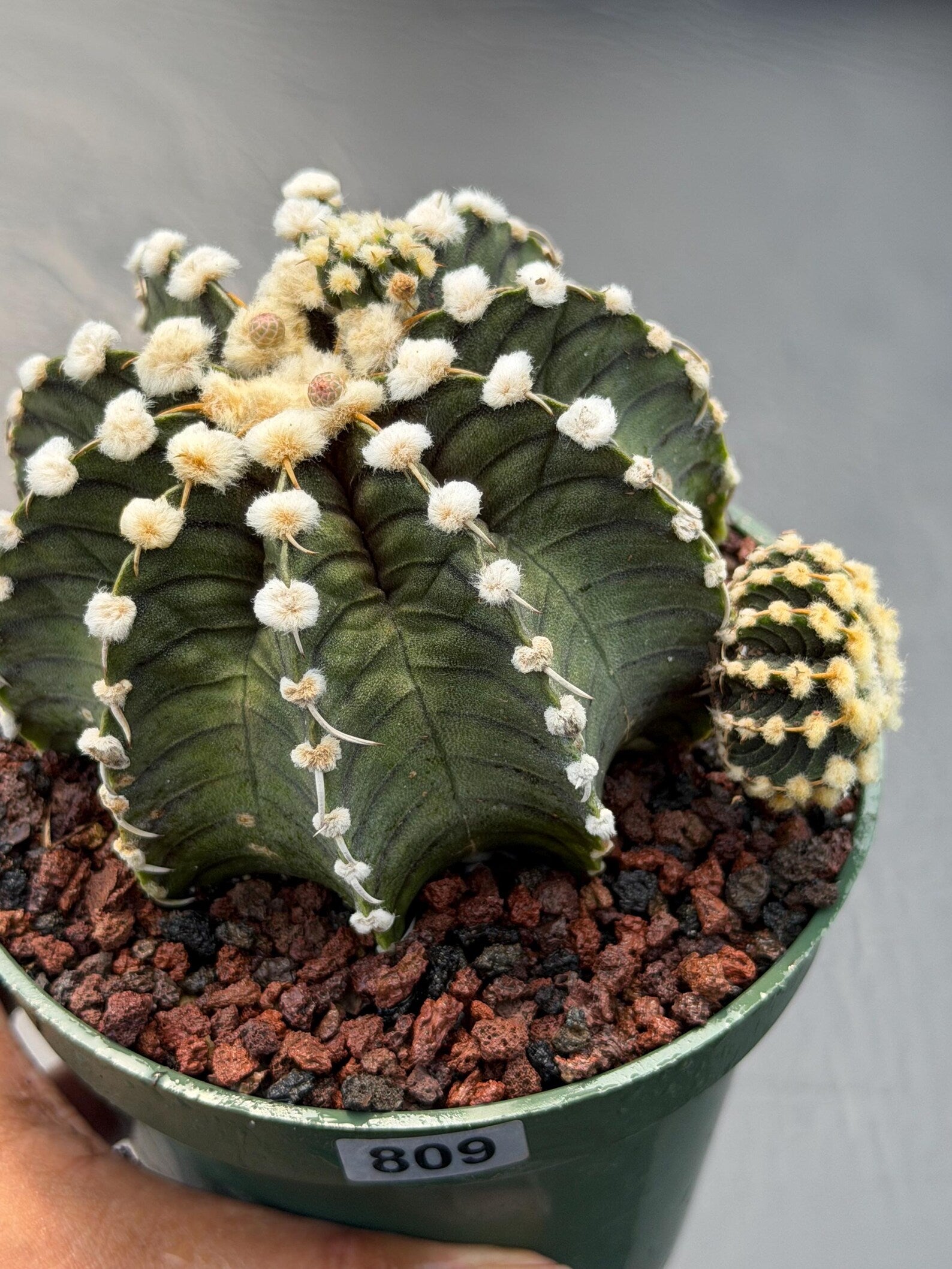 Gymnocalycium VOS1241 | Rare Collector Cactus | Live Succulent Plant