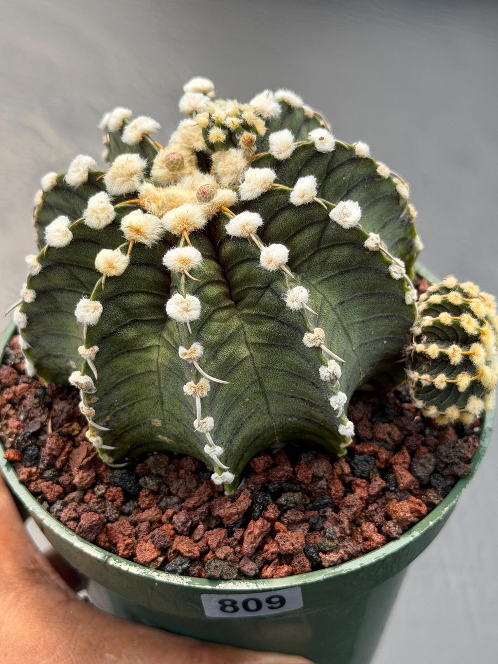 Gymnocalycium VOS1241 | Rare Collector Cactus | Live Succulent Plant