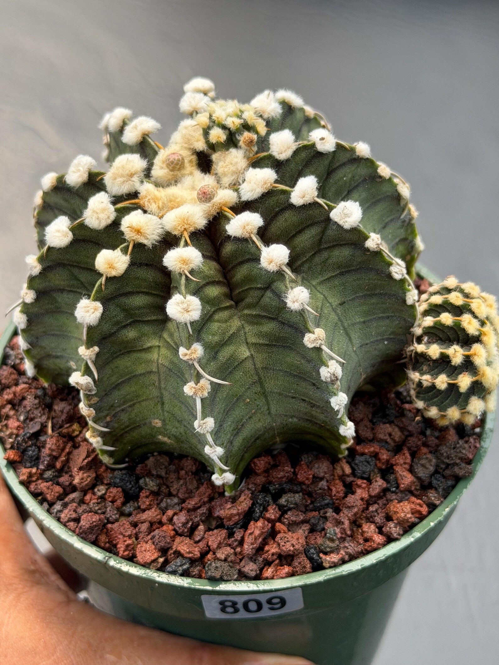 Gymnocalycium VOS1241 | Rare Collector Cactus | Live Succulent Plant