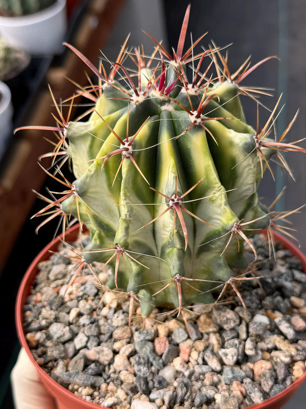 Variegated Ferocactus Gracilis Rare Large Cactus Live Plant