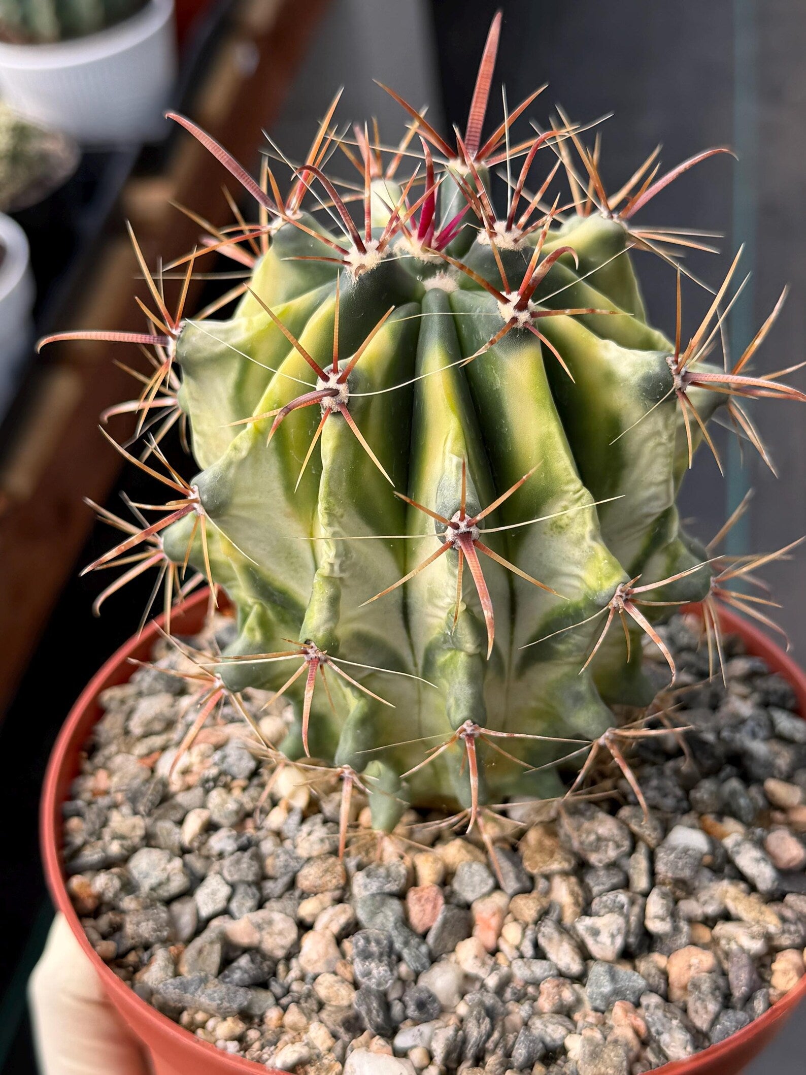Variegated Ferocactus Gracilis Rare Large Cactus Live Plant