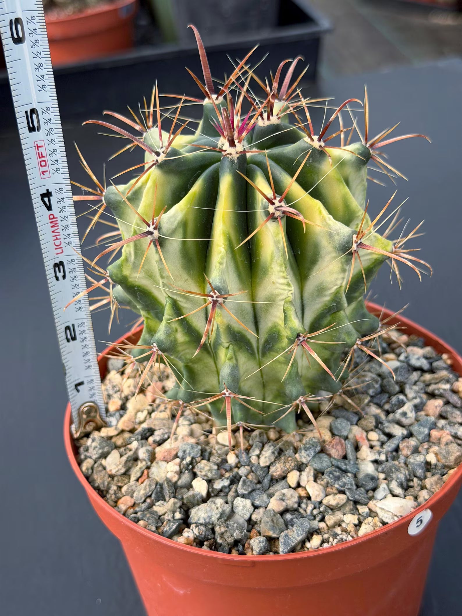 Variegated Ferocactus Gracilis Rare Large Cactus Live Plant