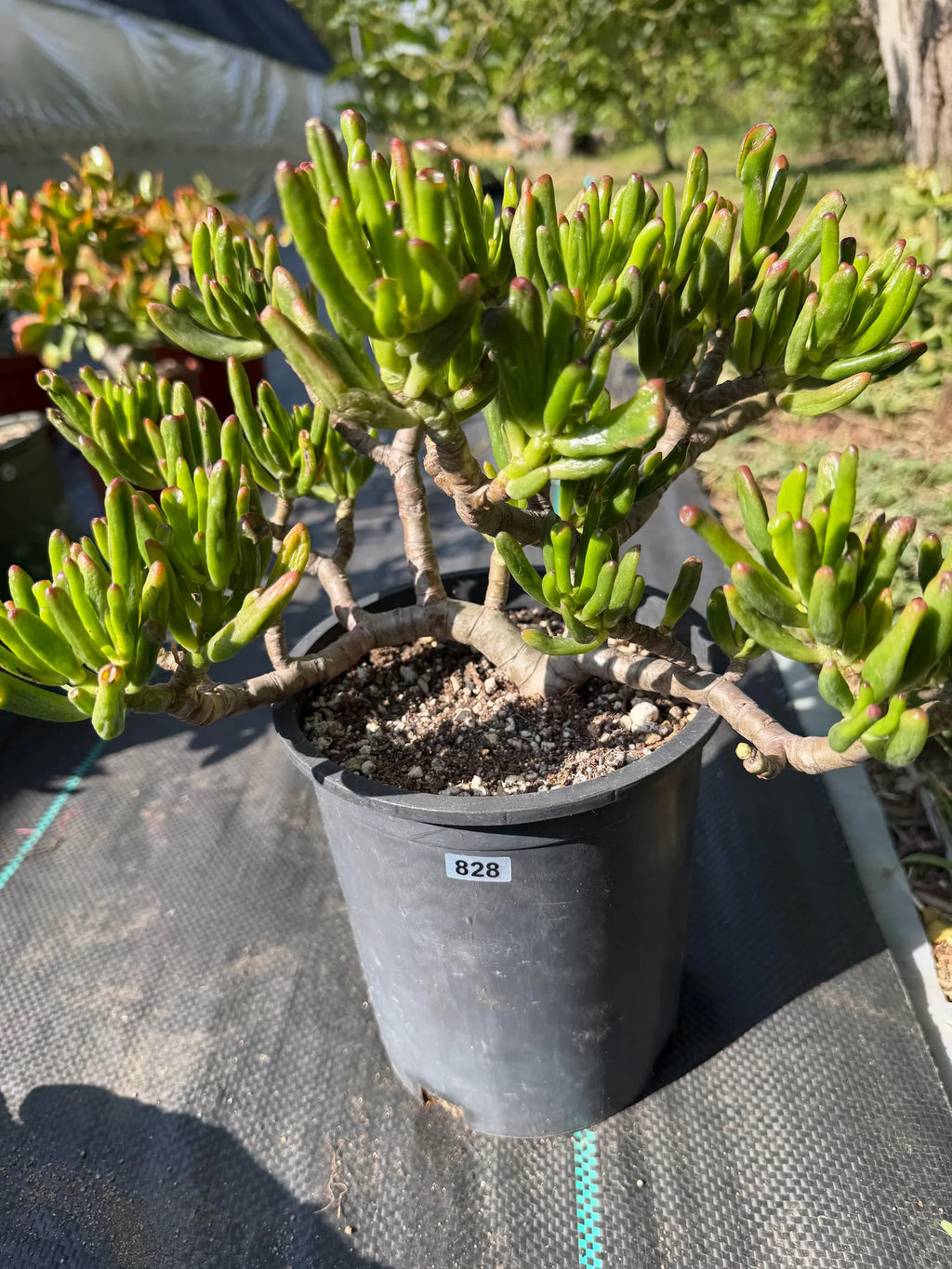 Bonsai Jade Tree (Crassula ovata) – Hardy Live Succulent Plant with Established Roots