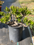 Bonsai Jade Tree (Crassula ovata) – Hardy Live Succulent Plant with Established Roots