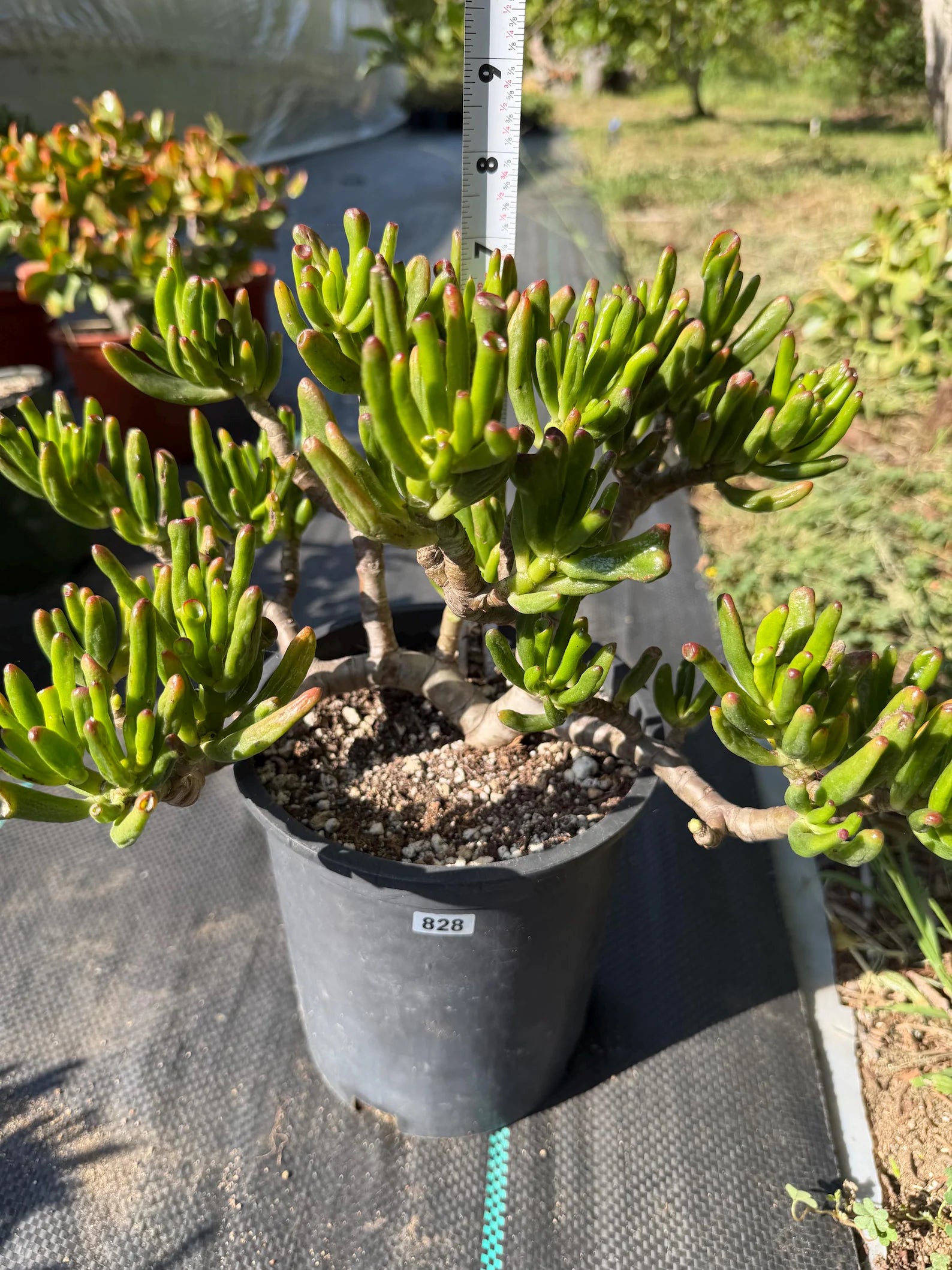 Bonsai Jade Tree (Crassula ovata) – Hardy Live Succulent Plant with Established Roots