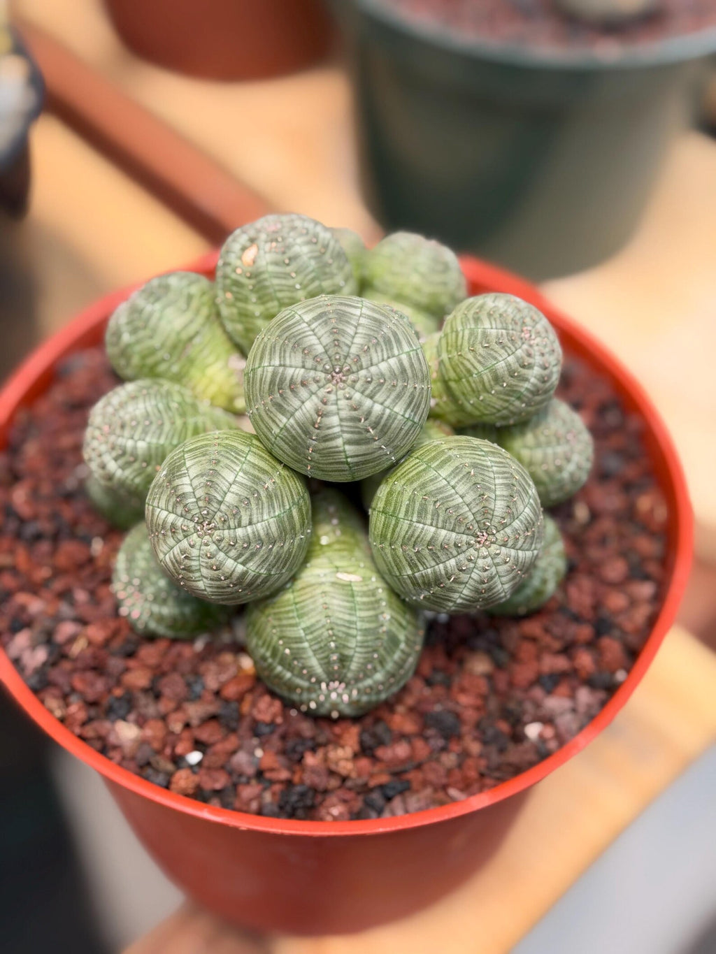Euphorbia Obesa Cluster Rare Succulent – Live Plant #80