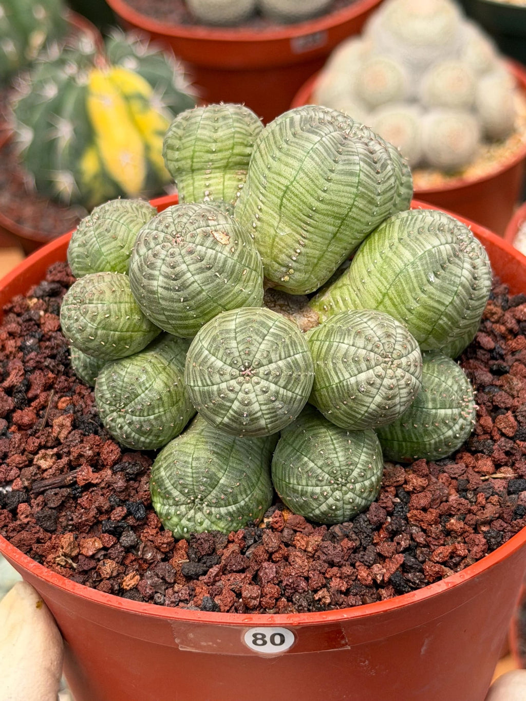 Euphorbia Obesa Cluster Rare Succulent – Live Plant #80