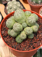 Euphorbia Obesa Cluster Rare Succulent – Live Plant #80