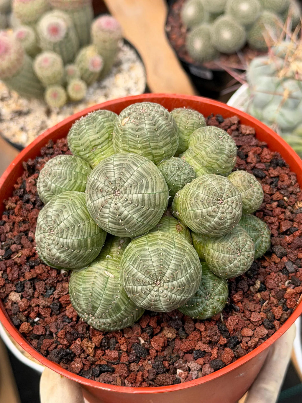 Euphorbia Obesa Cluster Rare Succulent – Live Plant #80