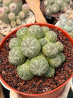 Euphorbia Obesa Cluster Rare Succulent – Live Plant #80
