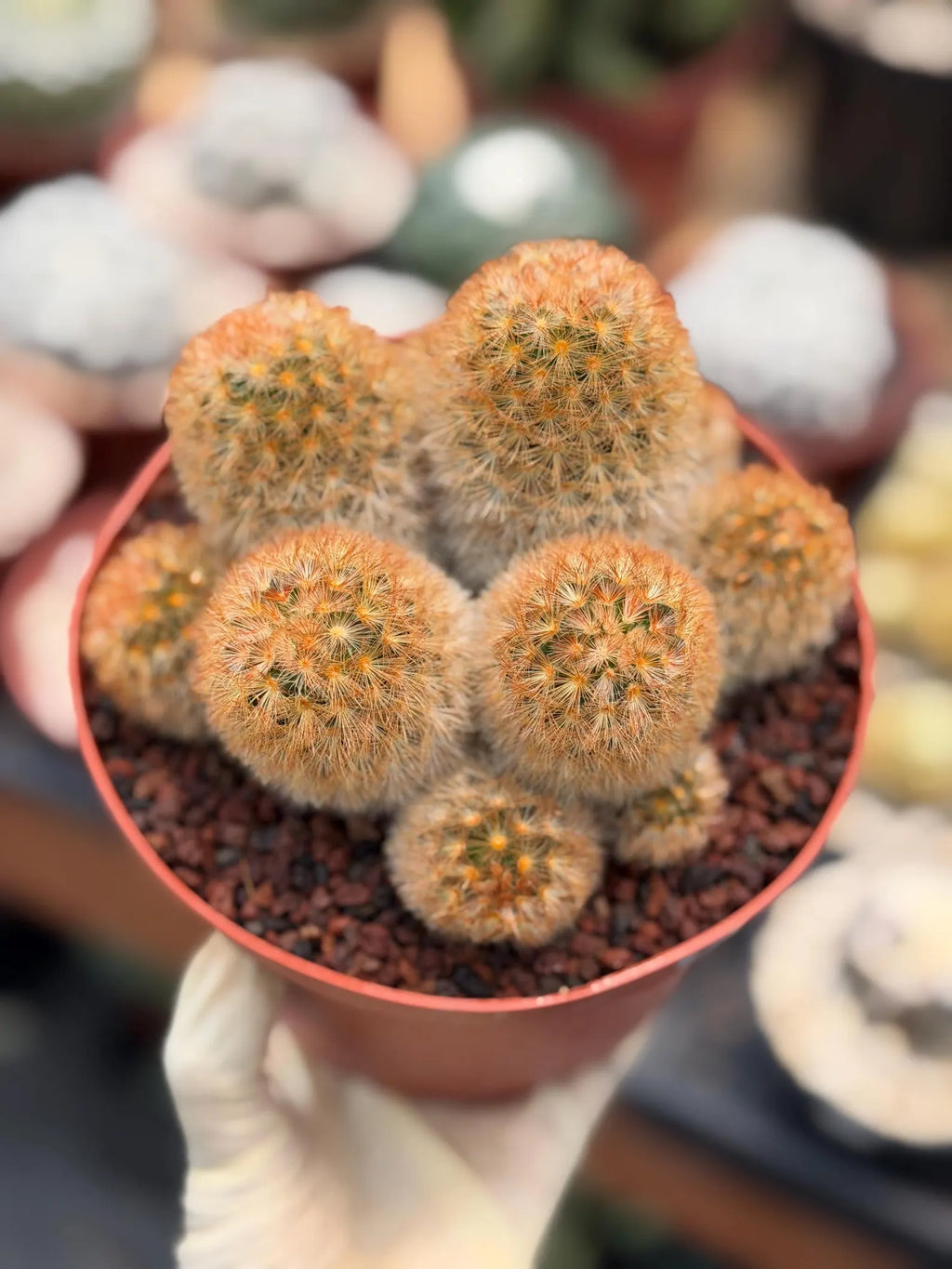 Mammillaria Carmenae Bronze Cluster #231 | Rare Cactus | 6" Live Plant